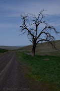 Here is a photo I took of a dead tree somewhere west of Pendleton.