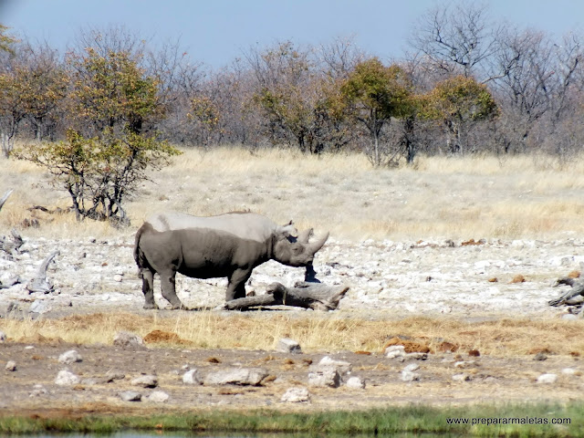 rinoceronte namibia