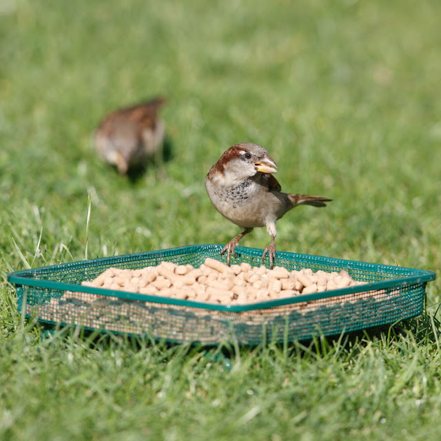 Bird Feeding Bird