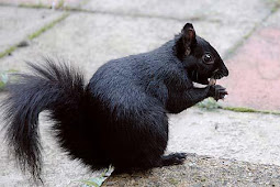 Maynard Life Outdoors and Hidden History of Maynard: Black Squirrels in
Masschusetts