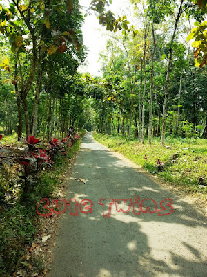 Areal Perkebunan Gunung Pasang Jember