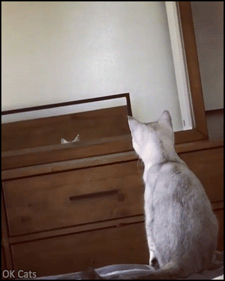 Funny Cat GIF • Cute Cat sees his ears in the mirror for first time. What a funny reaction! [ok-cats.com]
