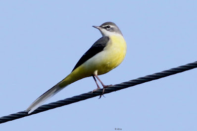 Gray Wagtail