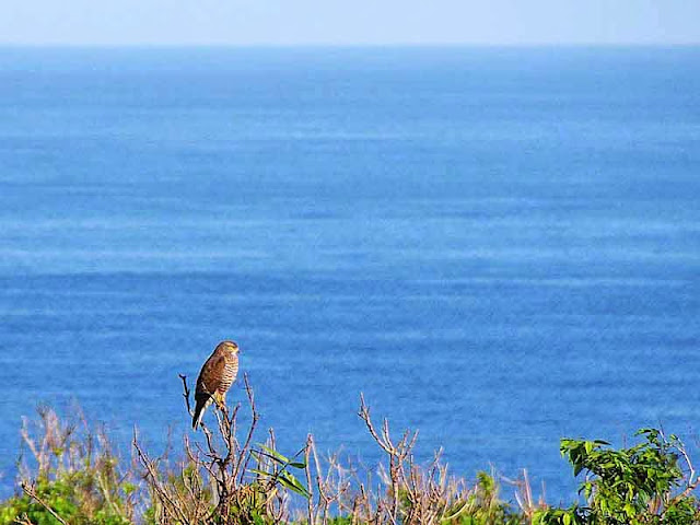 Grey-faced Buzzard Eagle with ocean view in background