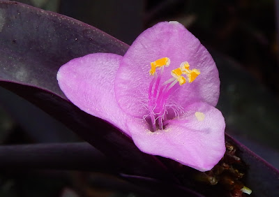 紫錦草的花