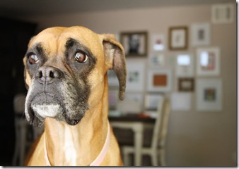 Casa de Valentina - via Made by Girl - dog