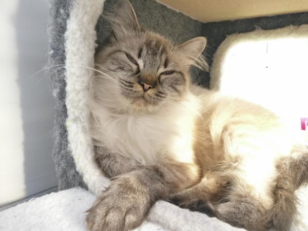 Ragdoll