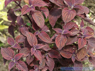 Coléus - Solenostemon scutellarioides - Plectranthus scutellarioides