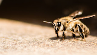 How long do bees live
