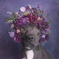 Mujer fotografía pitbulls con coronas florales para ayudarlos a ser adoptados