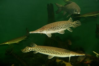 Crocodile-headed fish (Alligators)