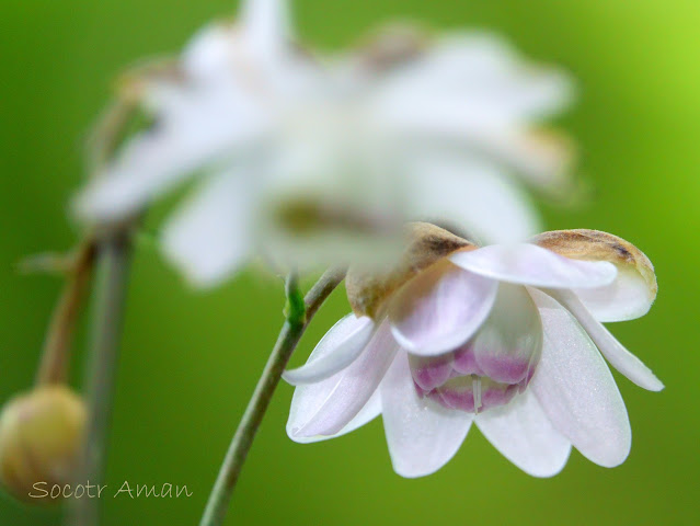 Anemonopsis macrophylla