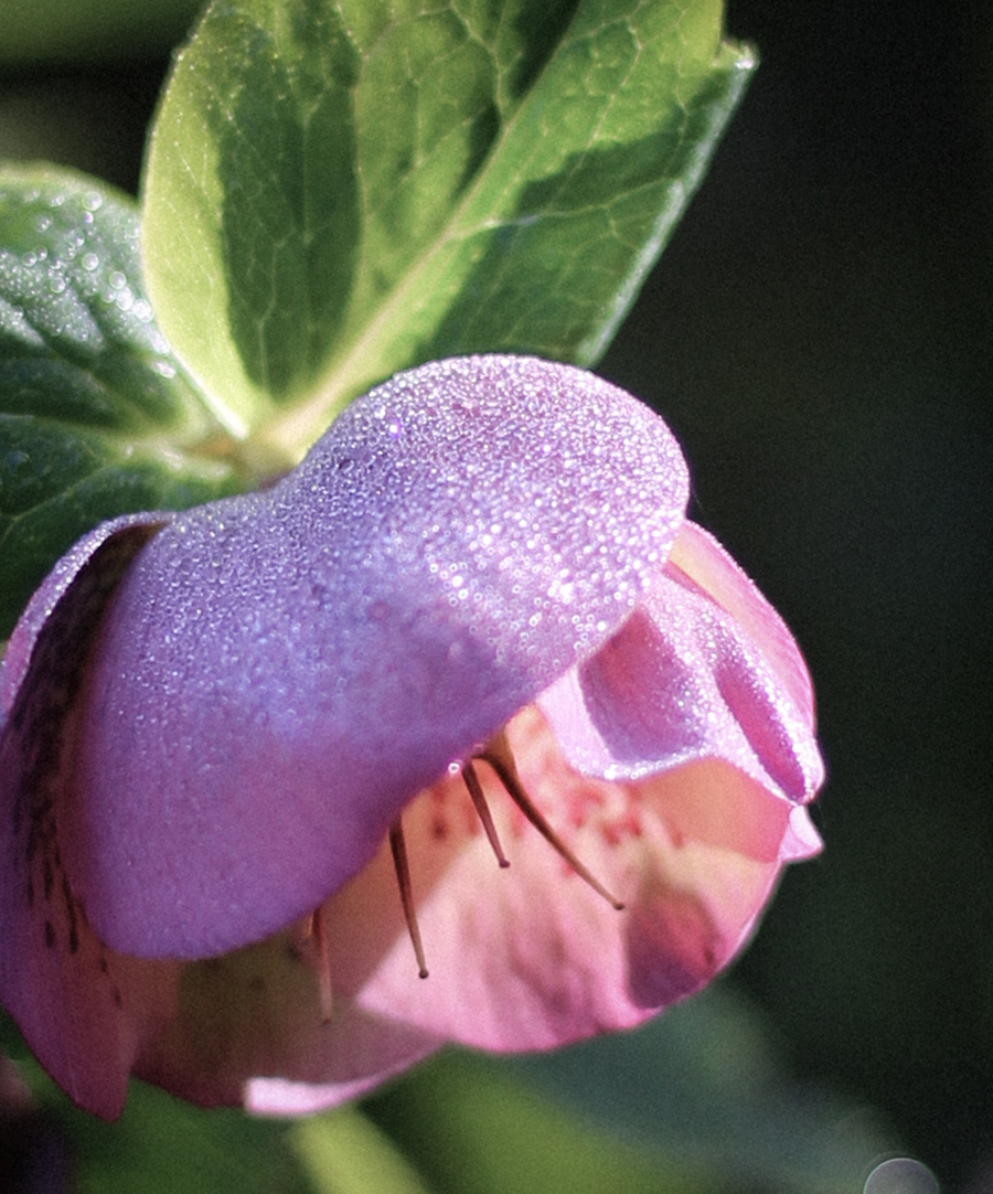 frosted pink flower alexandra king photography