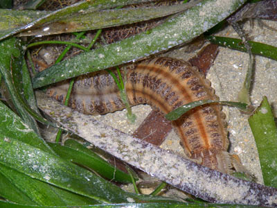 Synaptid sea cucumber