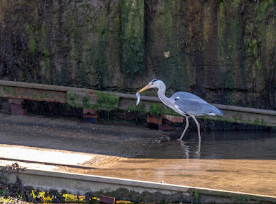 Photo of the heron with his catch