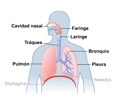 http://www.primaria.librosvivos.net/archivosCMS/3/3/16/usuarios/103294/9/caminoaire/frame_prim.swf