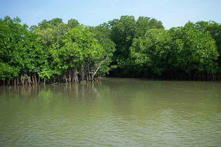 Mangrove forest