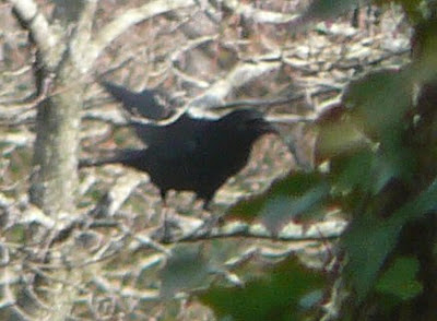 crow