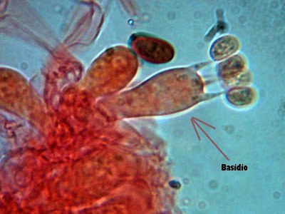 Resultado de imagen de basidiosporas