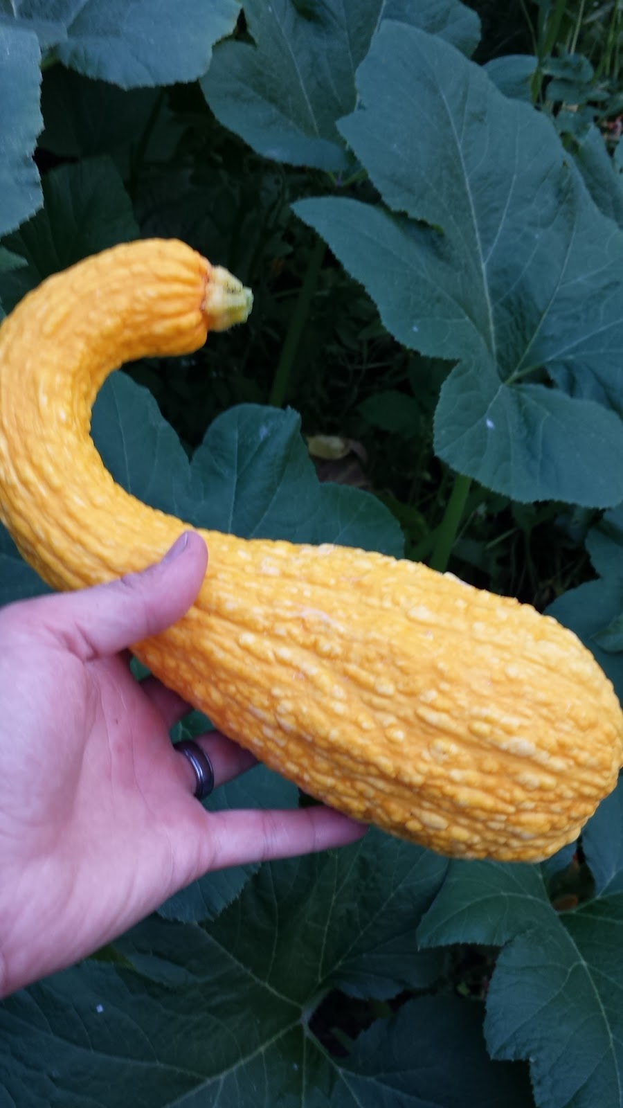 Summer Squash