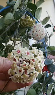 hoya-mathilde-cicekleri