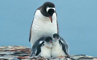 pinguin family wallpaper