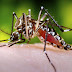 Tips Menghilangkan Nyamuk 
