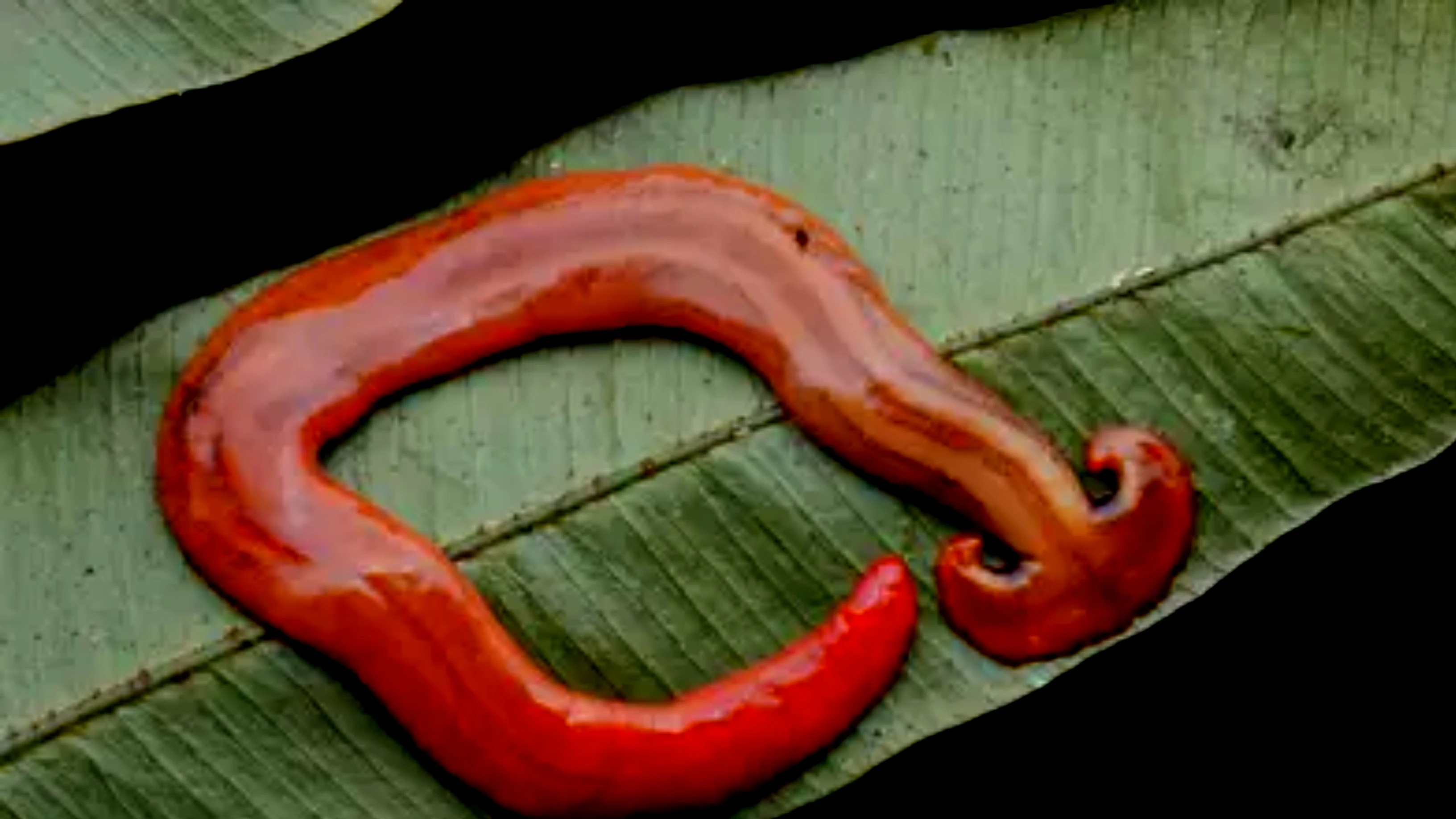 Horrifying Hammerhead Worms || Get the facts on this species of giant, carnivorous, poisonous worm