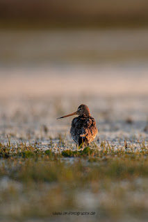 Wildlifefotografie Uferschnepfe Ochsenmoor Olaf Kerber