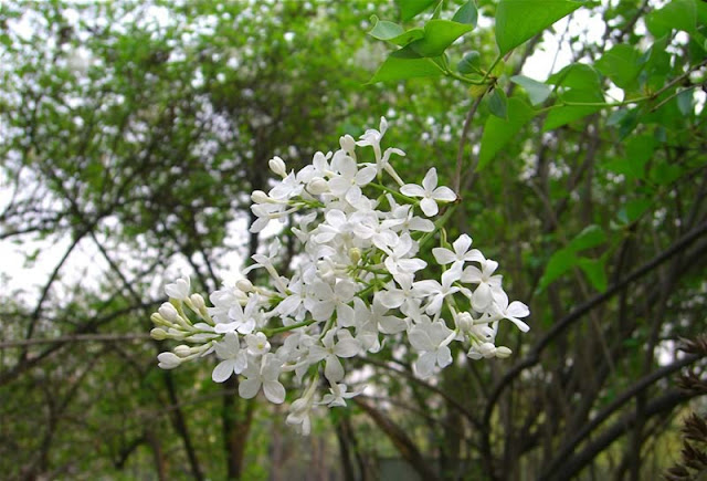 Lilac Flowers Pictures