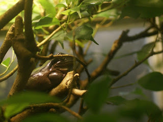 Rainette de White - Litoria caerulea - Rainette caréuléenne - Dryopsophus caeruleus 