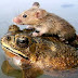 Katak dan Tikus Itu Bersahabat Lho!?