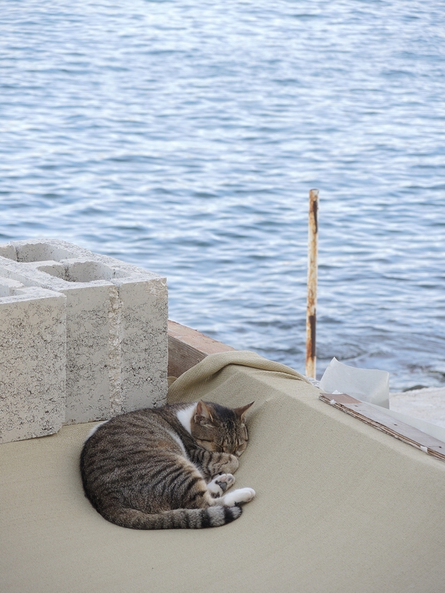 Malta: een vissersdorpje vol met katten