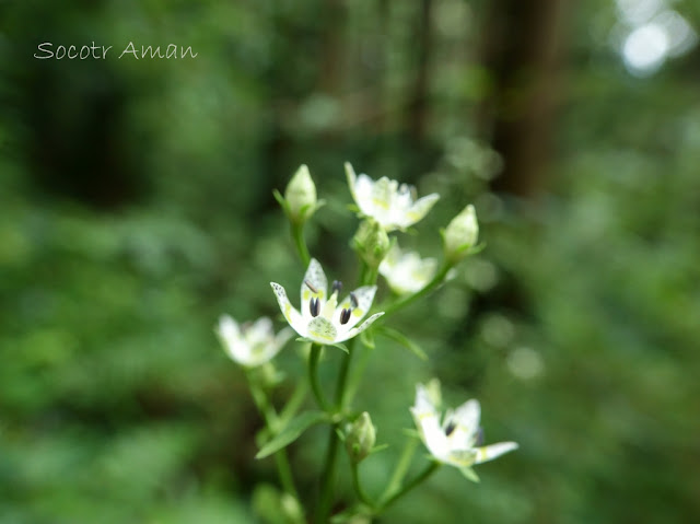 Swertia bimaculata