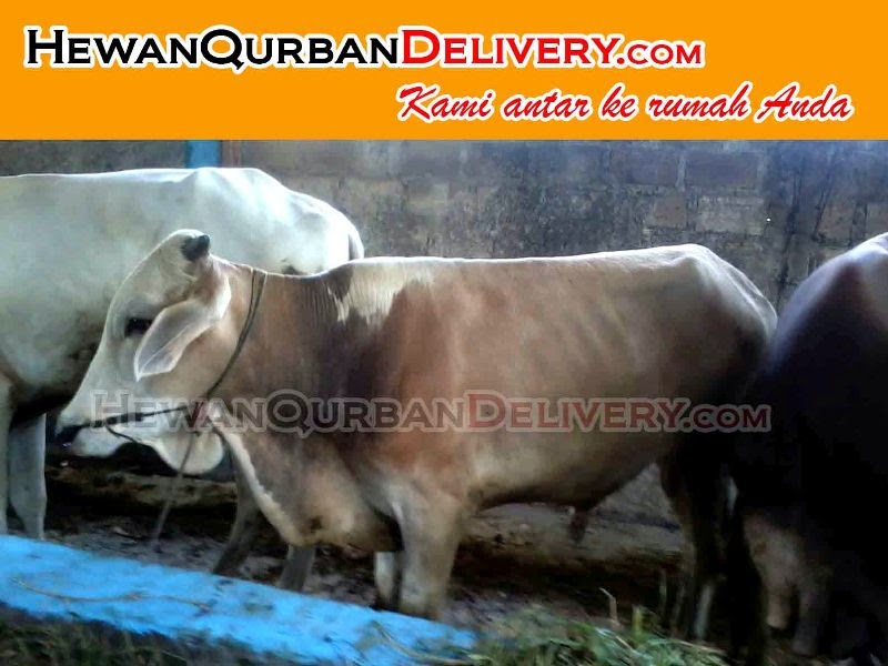 Sapi Qurban 2015 Berat Kisaran 300kg-350 kg ~ Harga 