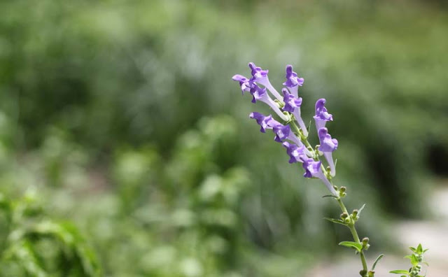 Baikal Skullcap Flowers Pictures