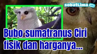 burung hantu,bubo sumatranus,bubo sumatranus putih,bubo sumatranus harga,bubo ketupu,burung hantu bubo sumatranus juve,burung hantu bubo harga,burung hantu bubo sumatranus dan harga,burung hantu bubo dan harga,makanan burung hantu bubo,jenis burung hantu bubo,usia burung hantu bubo sumatranus,harga burung hantu bubo anakan,burung hantu bubo sumatranus,burung hantu bubo putih