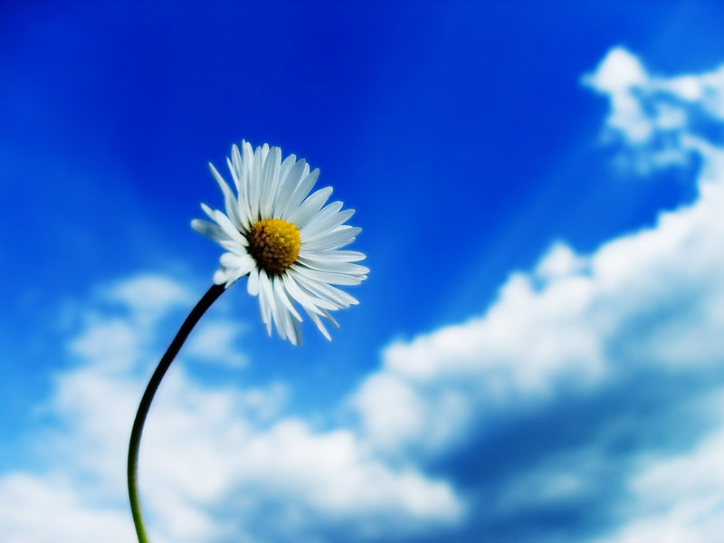 Abstract Beautiful Photography of White flower with cloudy sky | 16 Beautiful Examples of Flower Photography | totally Cool pix | best Photographer | big picture | wallpaper