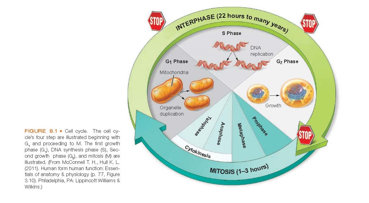 Cell cycle. The cell cycle’s four step are illustrated beginning with G1 and proceeding to M.