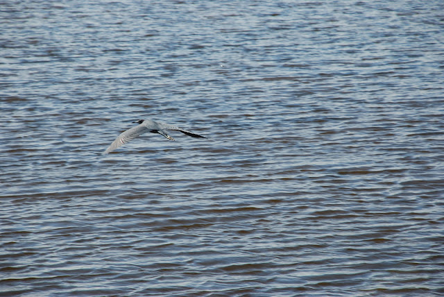 J.N. Ding Darling National Wildlife Refuge