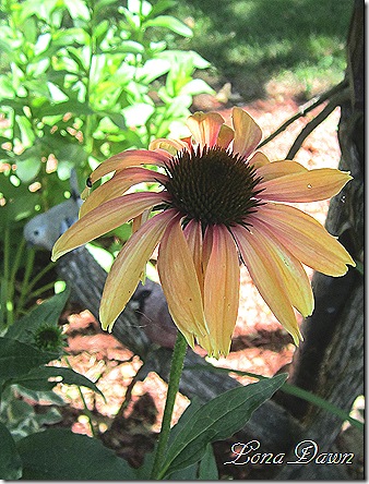 Echinacea_Summer_Sky