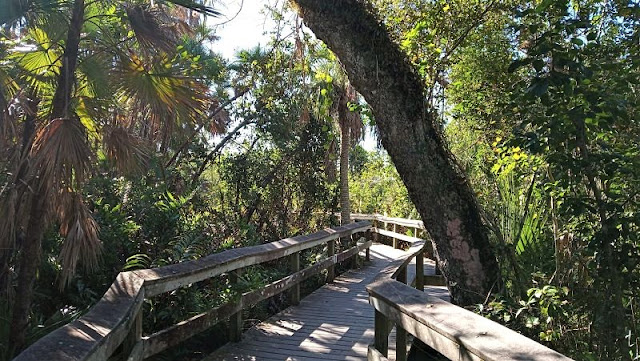 Mahogany hammock trail