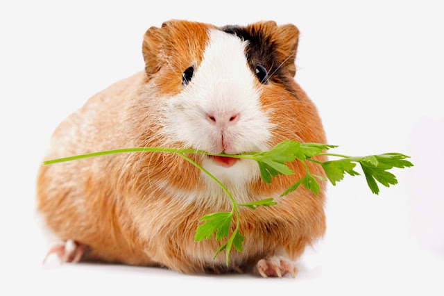 Comparing adolescent guinea pigs to wild cavies