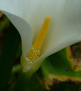 Zantedeschia aethiopica - Arum d’Éthiopie - Calla à fleur blamche - Arum blanc