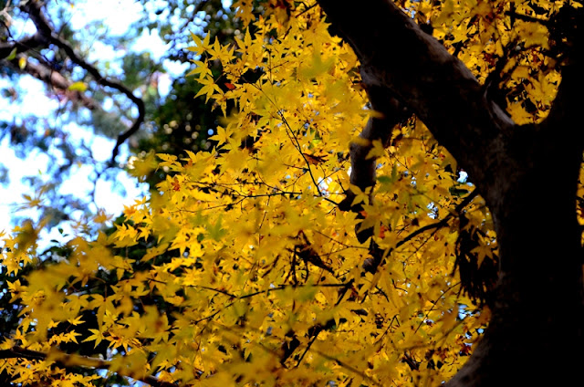 Yellow leaves - inside Geku 外宮