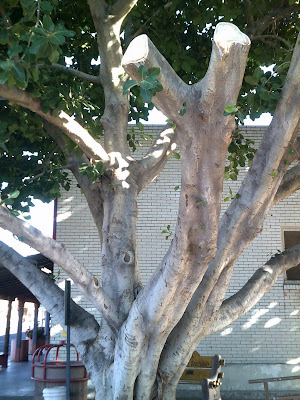 Ficus Benghalensis 