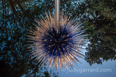 Chihuly Sapphire Star at ABG