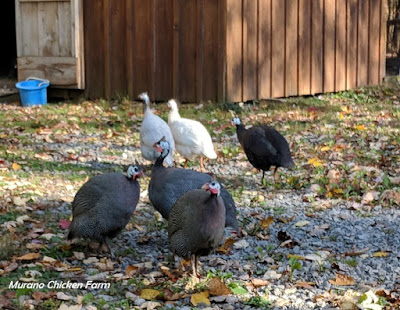 How to raise your own guinea fowl