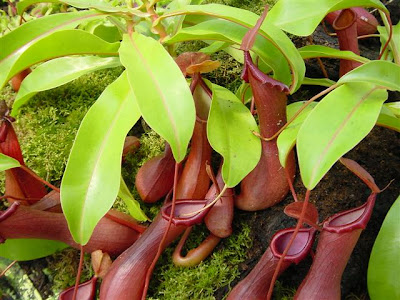 Nepenthes