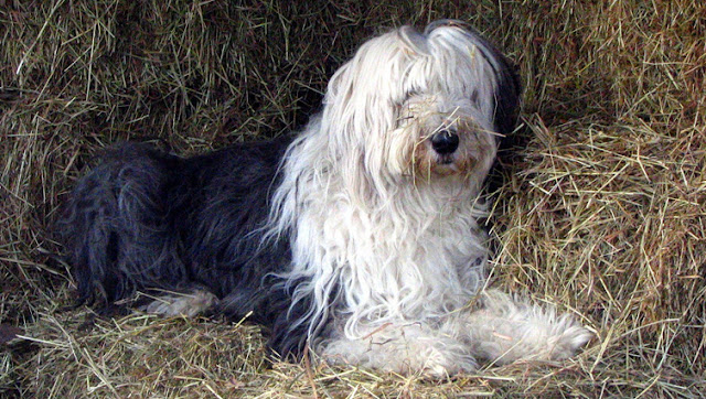 Old English Sheepdog